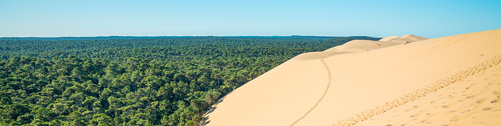 Les origines landaises du rabattement de nappe